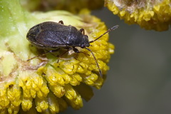 Stygnocoris rusticus