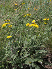 Tanacetum achilleifolium