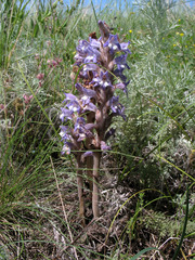 Phelipanche caesia