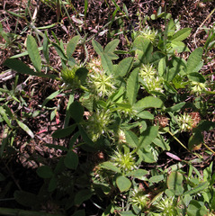 Trifolium retusum