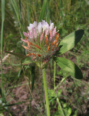 Trifolium diffusum