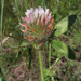 Trifolium diffusum - Photo (c) Sergey Mayorov, algunos derechos reservados (CC BY-NC), uploaded by Sergey Mayorov