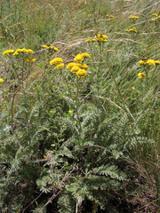 Tanacetum achilleifolium