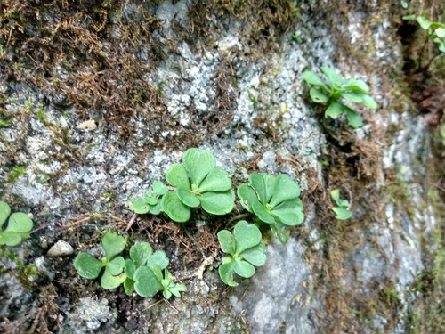 Sedum tosaense
