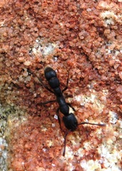 Bothroponera cariosa