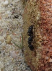 Bothroponera cariosa