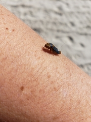 Oncometopia nigricans