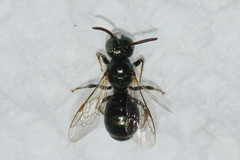 Ceratina strenua
