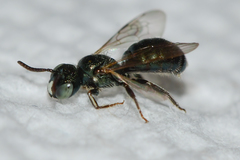 Ceratina strenua