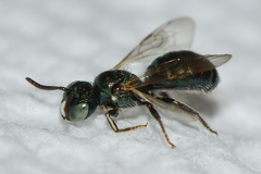 Ceratina strenua