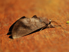 Hemiceratinae