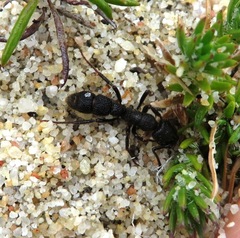 Bothroponera cariosa