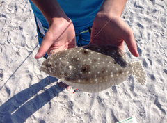 Gulf Flounder photo 2