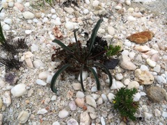 Euphorbia silenifolia