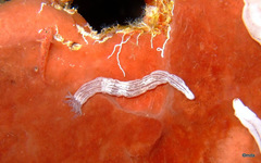 Synaptula