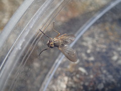 Pherbellia cinerella