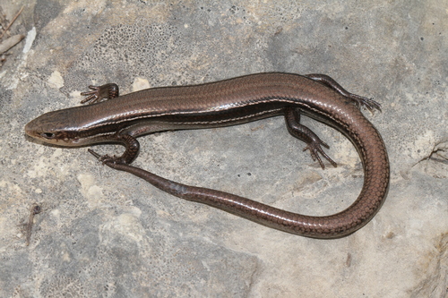 Prairie Skink