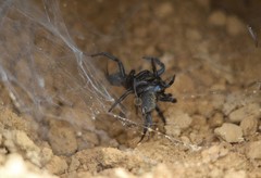 Ischnothele annulata