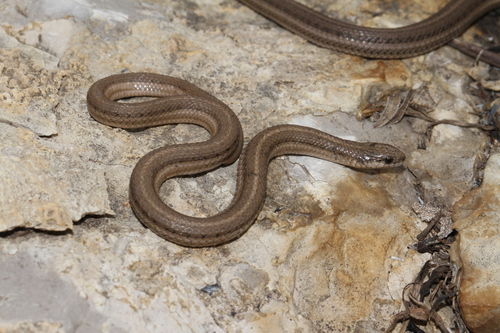 Lined Snake