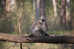 Semnopithecus hypoleucos