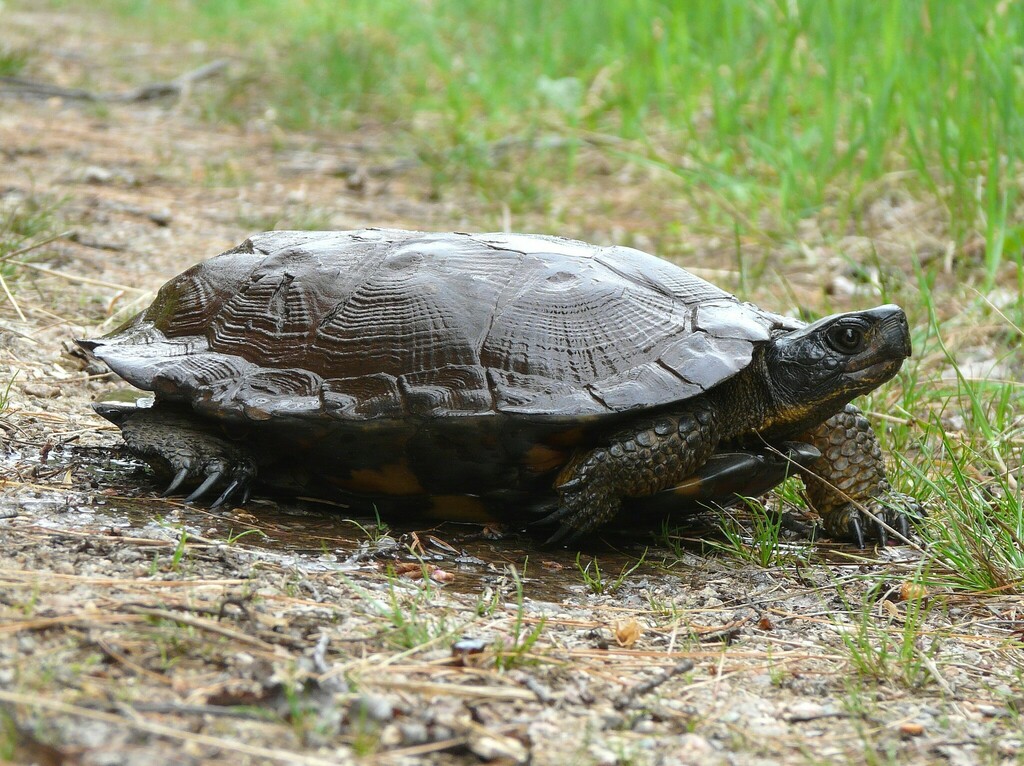 Wood Turtle in May 2016 by Bruce Ripley · iNaturalist