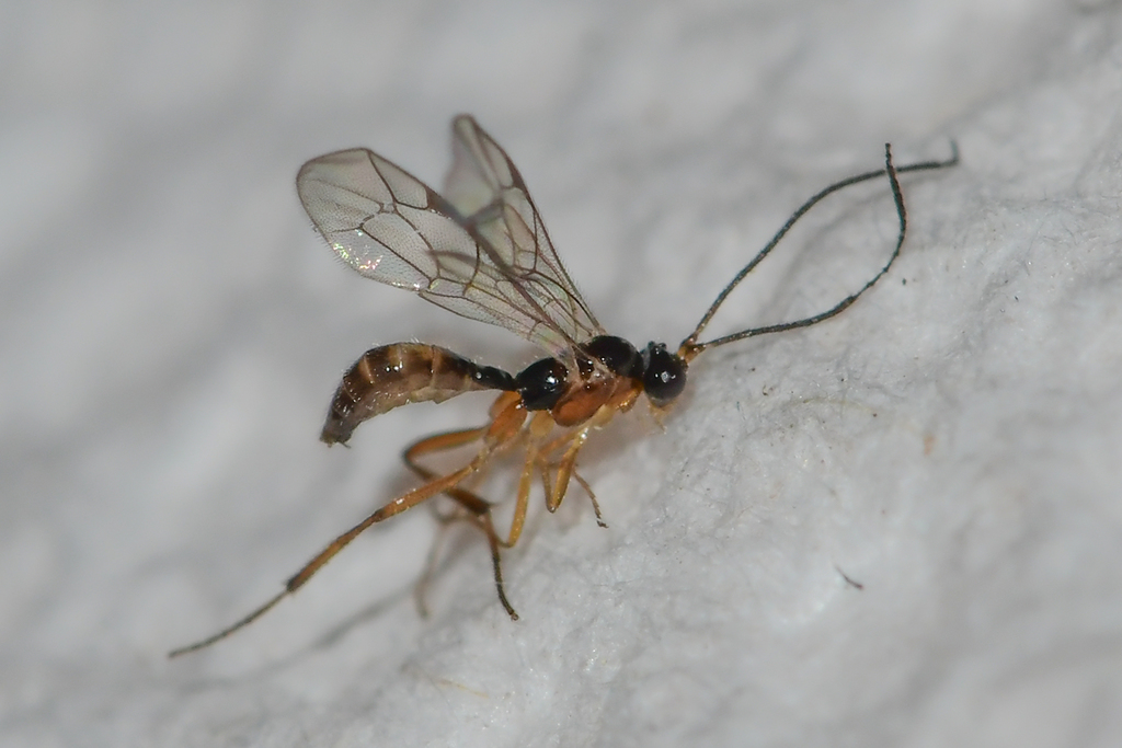 Plectiscidea