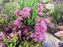 Erica corifolia bracteata