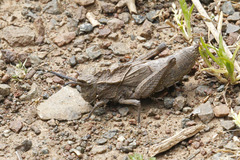 Dracotettix monstrosus