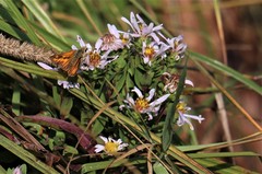 Eurybia radulina