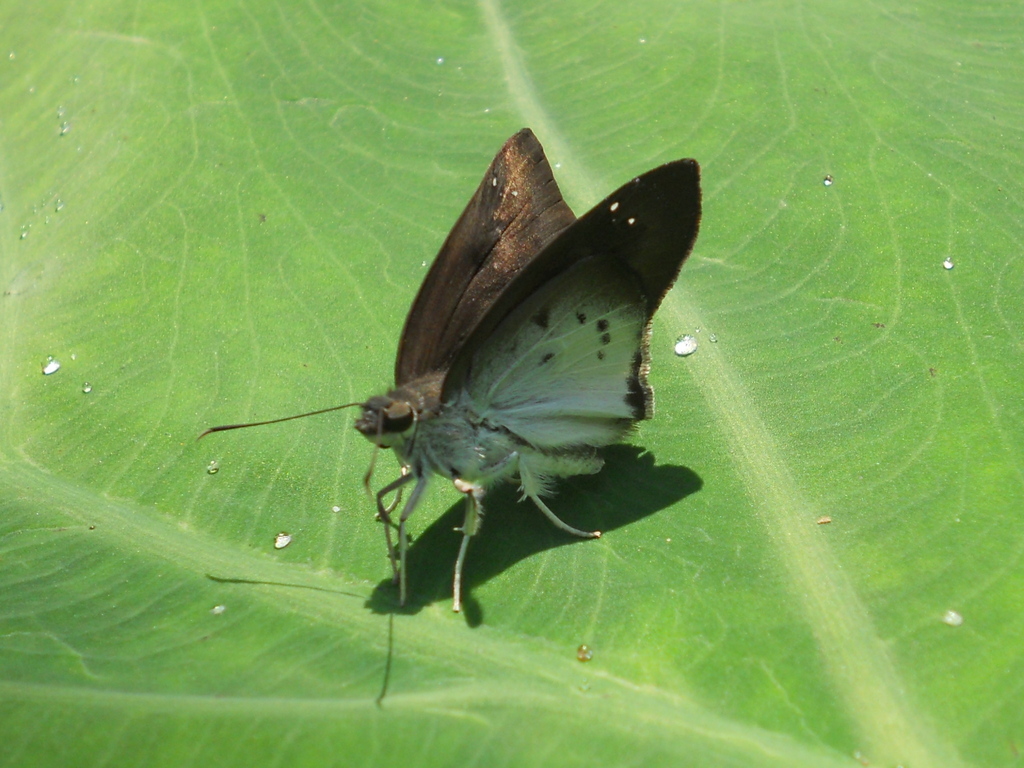 Suffused Snow Flat