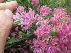 Erica corifolia bracteata
