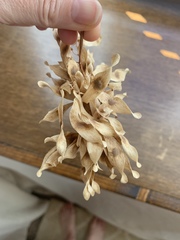 Ailanthus