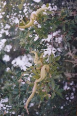 Baizongia pistaciae