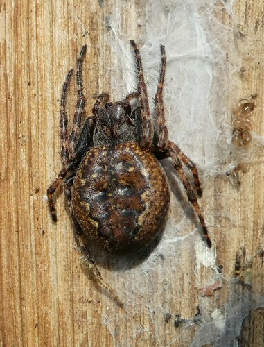 Walnut Orbweaver, Hemmen, Nederland, photo 8 of 10