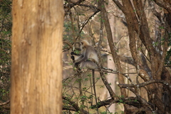 Semnopithecus hypoleucos