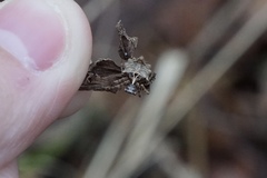 Acanthepeira stellata