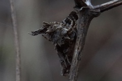 Acanthepeira stellata