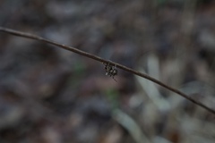 Acanthepeira stellata