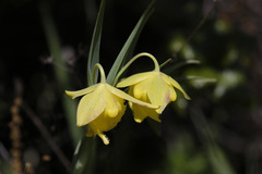 Calochortus pulchellus