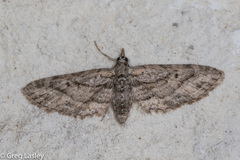 Eupithecia longidens