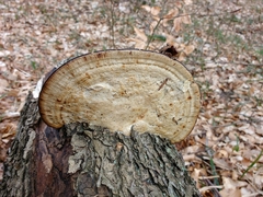 Daedaleopsis confragosa