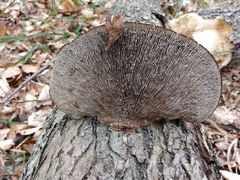 Daedaleopsis confragosa