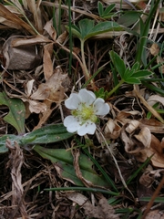 Potentilla alba