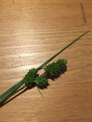 Carex caroliniana