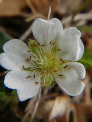 Potentilla alba
