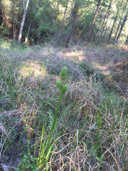 Carex caroliniana