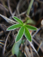 Potentilla alba