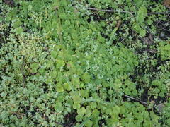 Alchemilla occidentalis