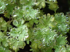 Alchemilla occidentalis