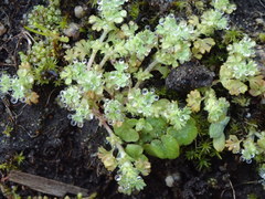 Alchemilla occidentalis